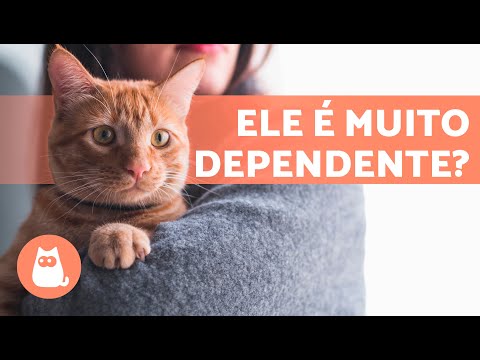 Meu GATO é muito CARENTE🧍🐈 (HIPERAPEGO e Comportamentos Obsessivos em Gatos)