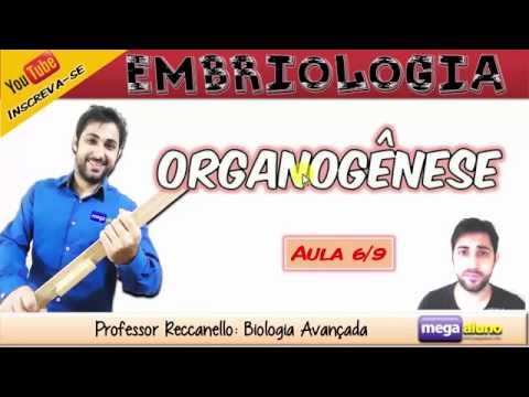 O que é Organogênese? - Neurulação no anfioxo e humana + 10 questões resolvidas de embriologia