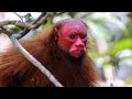 16 Strangest Monkey Species On Earth