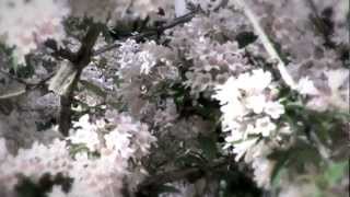 Mi hogar en cualquier sitio ( versión )