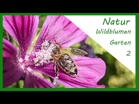 Naturgarten mit Wildblumen Teil 2