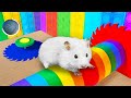 DIY Hamster Maze with Pop It traps 🐹