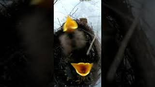 Download lagu Review anakan sulingan/Tledekan Lokal Menoreh Kulonprogo.. @Subsribe mp3