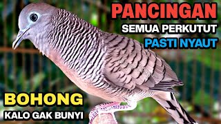 Download lagu Perkutut Lokal Gacor Suara Besar Pancingan Burung Perkutut Agar Cepat Bunyi. mp3