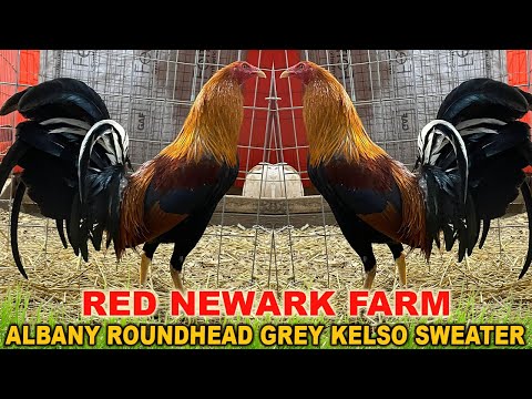 Joe Goode Grey Albany Asil Roundhead RED NEWARK FARM - Beautiful Birds Farm Visit