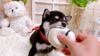 柴犬の動画01