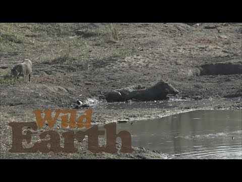 Warthogs in the mud