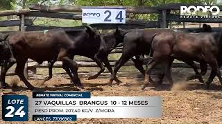 LOTE 24
