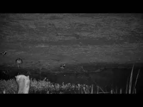 Djuma: Both Blacksmith Lapwing parents and three chicks - 03:34 - 09/08/2022