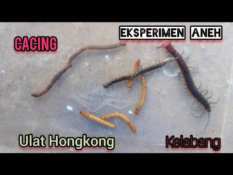 sosial eksperimen: ulat hongkong vs kelabang battle cacing