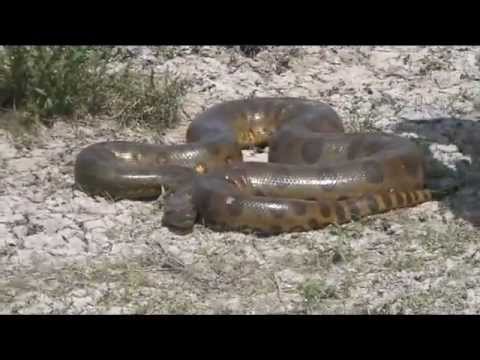 YouTube Video Ow029LG5OOs