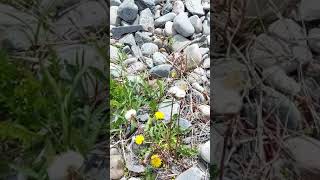 white flower near a beach