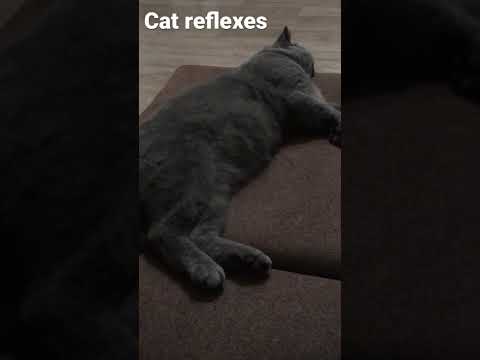 Cat reflexes