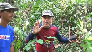 Download lagu trik mikat burung srigunting agar dapat banyak mp3 Download lagu trik mikat burung srigunting agar dapat banyak mp3