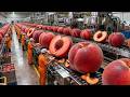 Modern Apricot Juice Processing Plant Complete Production Process