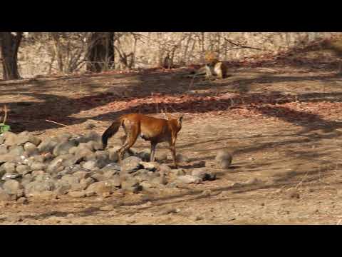 Wild Dog Sighting video by Indrajeet Madavi at Bor Tiger Reserve.