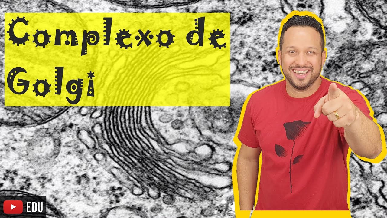 Complexo de Golgi - Definição, Características e Funções - Organelas Citoplasmáticas - Citologia
