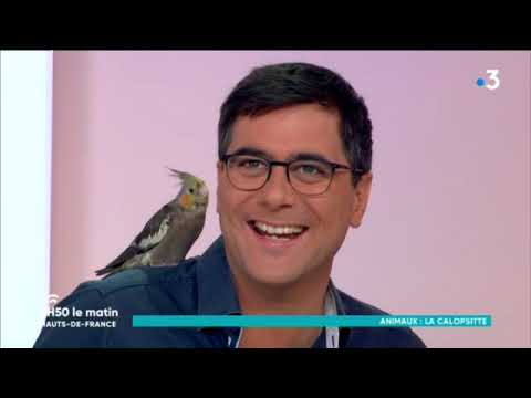 La calopsitte : un oiseau très affectueux pour vous tenir compagnie