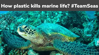 How plastic kills marine life? | #TeamSeas