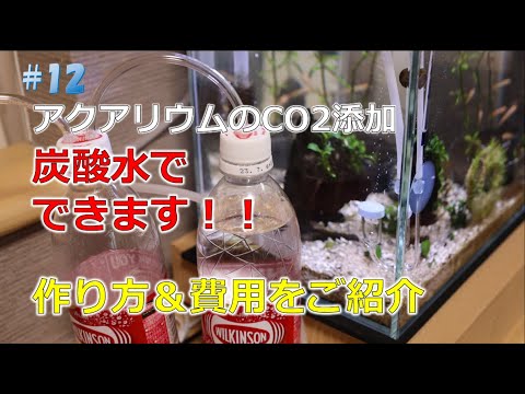 炭酸水で植物に水をやることができますか?炭酸水を使う前に知っておくべきこと！  庭園