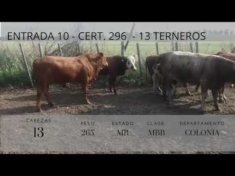 Lote 13 Terneros 1HE,  1AA,  3RA,  8BF 265kg -  en RUTA 2 KM 139