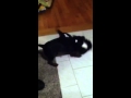 Peaches Vs Tuxedo