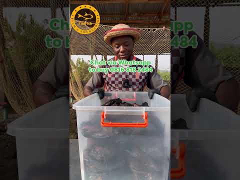 Smoked Fish vs. Smoked Goat Meat: A Price and Quantity Comparison