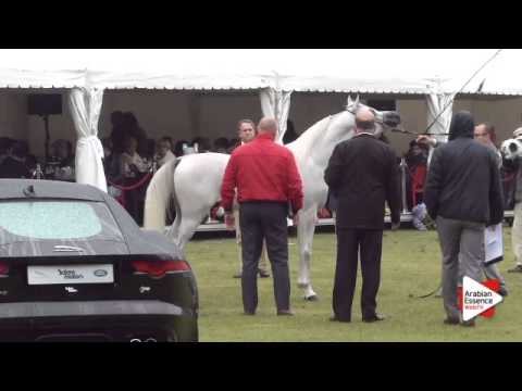 N.215 FADY AL BAIDAA - Bruges 2015 International - Egyptian Jr Cols (1 until 3 years ) (Class 115)