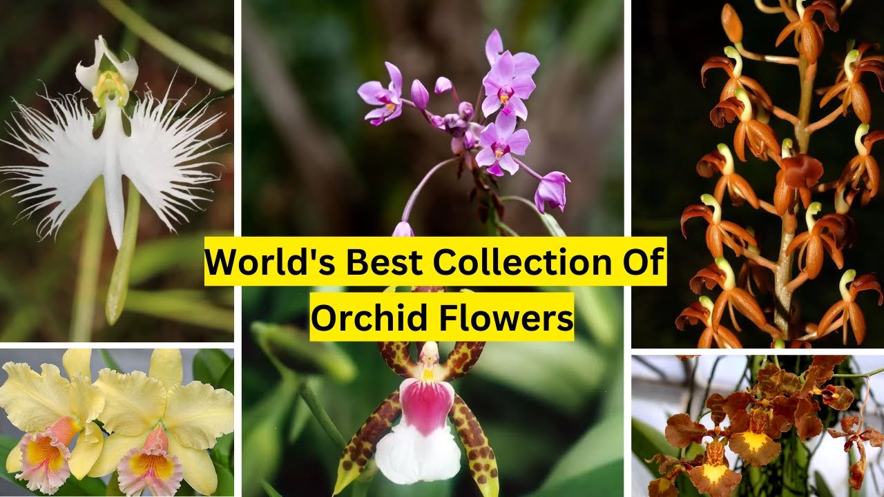 Unique Collection of Orchids with Names | Worlds 10 Best Orchid Flowers for Home Gardens|#shorts