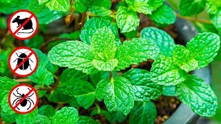 Si tu as Cette Plante à la Maison, tu ne Verras Plus Jamais de Souris et D’autres Nuisibles