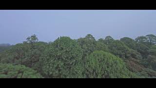 Tree Tops Relaxing Cinematic Drone FPV Flight