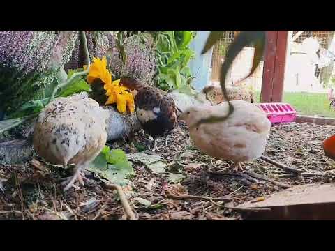 Wachteln im Herbst Teil 1 - Legepause und Mauser