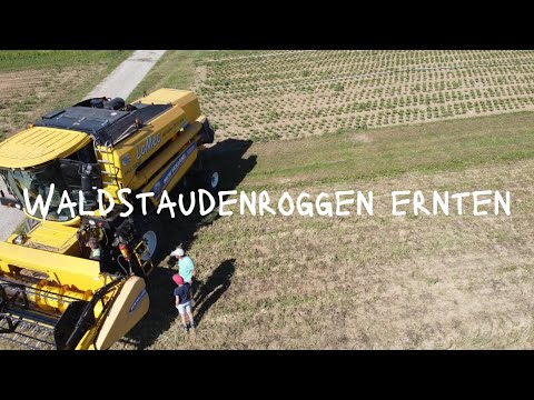 Waldstaudenroggen ernten | Juli 2022