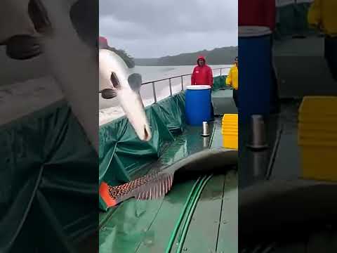 #낚시대 #shark #바닷바람 #바다 #fishing #낚시 #ocean #fish