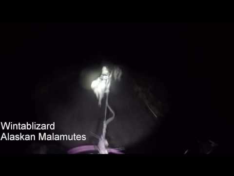 Copy of MALS NIGHT RUN 19 02 2017