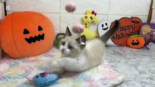 ミヌエットの動画01