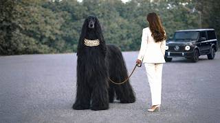 Rare Dogs That Only Millionaires Buy