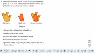 Eğitim Vadisi 9.Sınıf Biyoloji 10.Föy Sitoplazma ve Organeller Konu Anlatım Videoları