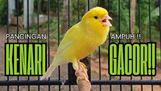 Download lagu Pancingan Kenari GACOR panjang untuk Masteran Kenari PAUD & agar Kenari diam agar bunyi & gacor mp3 Download lagu Pancingan Kenari GACOR panjang untuk Masteran Kenari PAUD & agar Kenari diam agar bunyi & gacor mp3