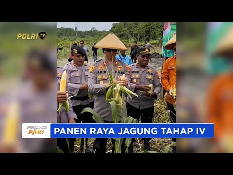 POLRES BIAK PANEN RAYA JAGUNG TAHAP IV DUKUNG PROGRAM KETAHANAN PANGAN NASIONAL