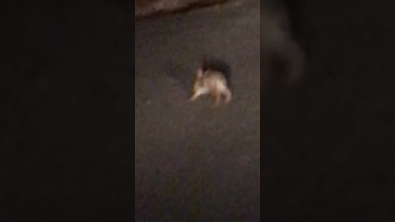 Girl freaks out over bunny doing weird things in road.