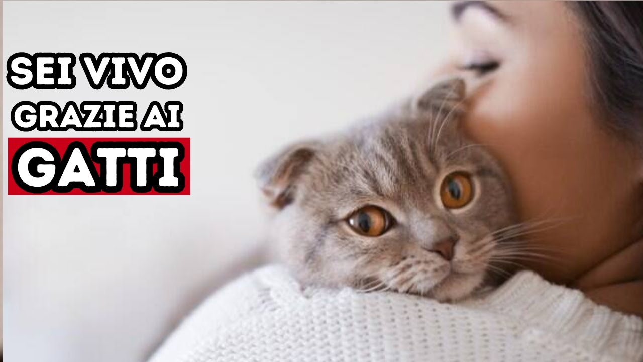 Come i gatti salvano segretamente le nostre vite ogni giorno