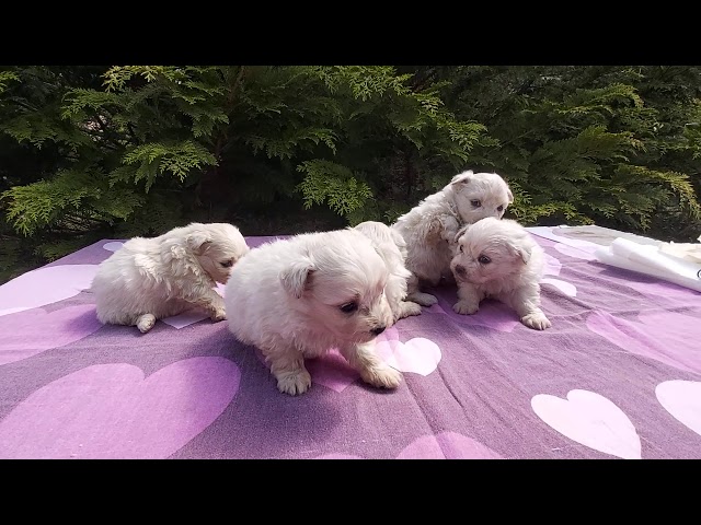 Maltipom cachorro en venta