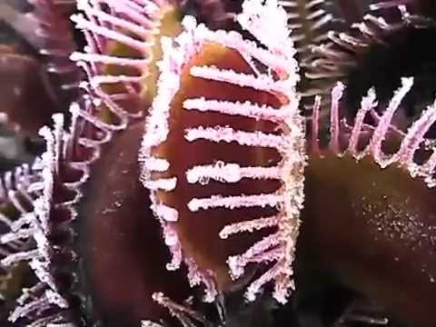 Carnivorous Plants in the Mist