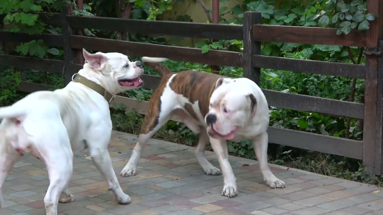 Красавцы!🐕‍🦺🐕‍🦺 Американские бульдоги Плутон и Стела.