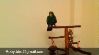 אילוף תוכים eclecus recall flight training