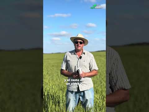 177ha a la Venta en Colonia Iturraspe, en las cercanías de Clucellas y Angelica, Santa Fe