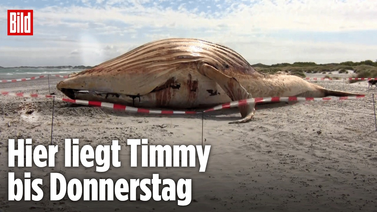 Timmys Kadaver wurde endlich aus dem Wasser gezogen! LIVE bei BILD