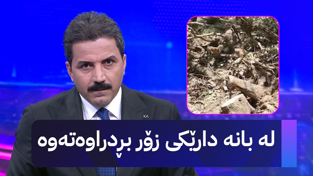 ڤیدیۆ | لە بانە دارێکی زۆر بڕدراوەتەوە