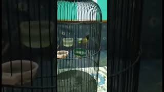 Download lagu sogon materi platuk sampit panjang cocok buat materan mp3